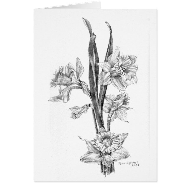 Narzissen im Bleistift (Vorne)