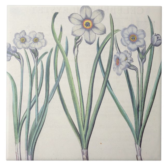Narzissen: maximus 1.Narcissus medio purpureus; Fliese (Vorderseite)