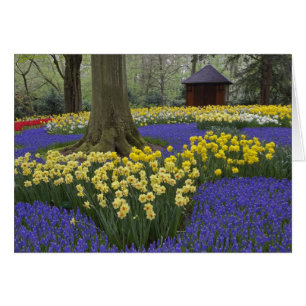 Narzissen-, Traubenhyazinthen- und Tulpen-Garten,