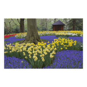 Narzissen-, Traubenhyazinthen- und Tulpen-Garten, Fotodruck