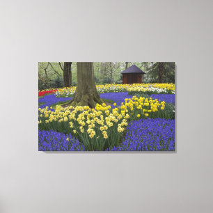 Narzissen-, Traubenhyazinthen- und Tulpen-Garten, Leinwanddruck