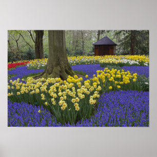 Narzissen-, Traubenhyazinthen- und Tulpen-Garten, Poster