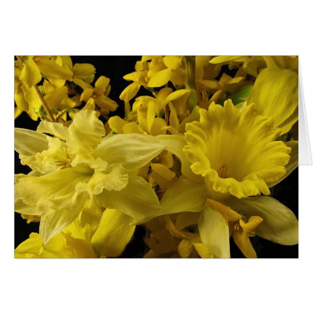Narzissen und Forsythia (Vorderseite (Horizontal))