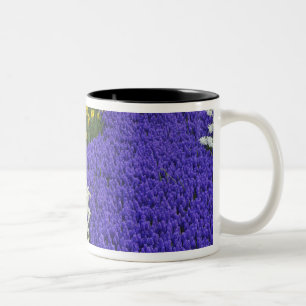 Narzissen und Traubenhyazinthen, Keukenhof 2 Zweifarbige Tasse
