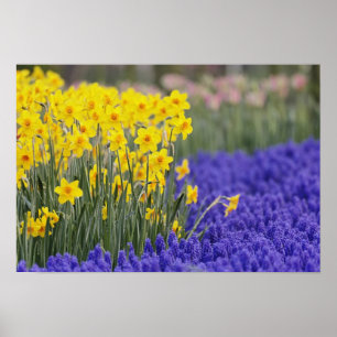 Narzissen und Traubenhyazinthen, Keukenhof 3 Poster