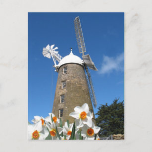 Narzissen und Windmühle Postkarte