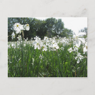 Narzissengebiet poetische Blume im Wald Postkarte