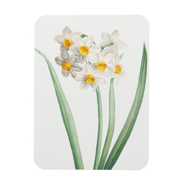 Narzissus, Pierre-Joseph Redouté, 1805 Magnet (Vertikal)