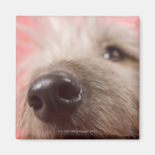 Nase des Hundes Magnet