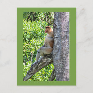 Nasenaffe Postkarte