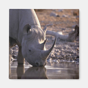 Nashorn, das an einem Bewässerungsplatz trinkt Magnet
