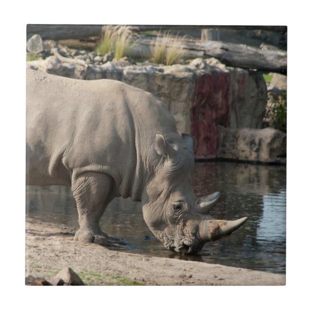 Nashorn Fliese (Vorderseite)