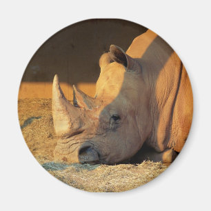 Nashorn im Sonnenuntergang-Magneten Magnet