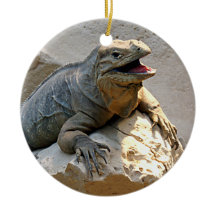 Nashorn-Leguan