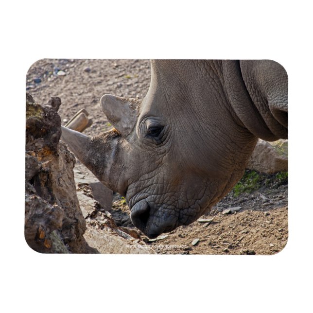 Nashorn Magnet (Horizontal)