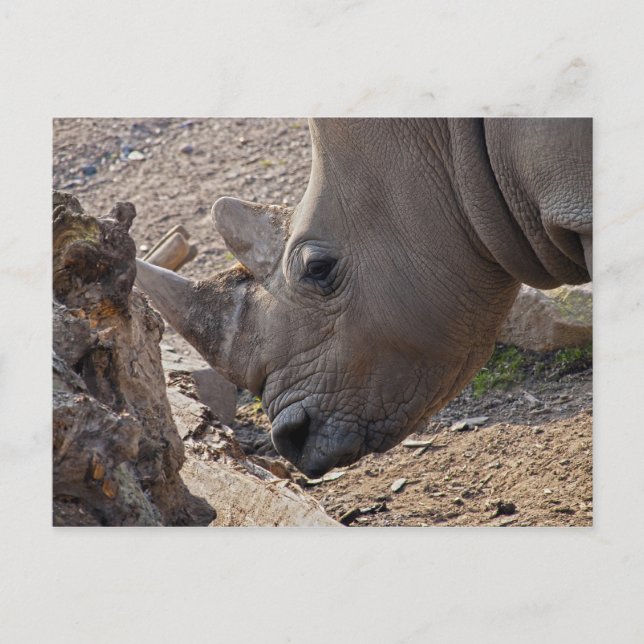 Nashorn Postkarte (Vorderseite)