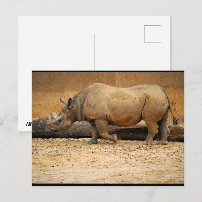 Nashornporträt Postkarte (Vorne/Hinten)