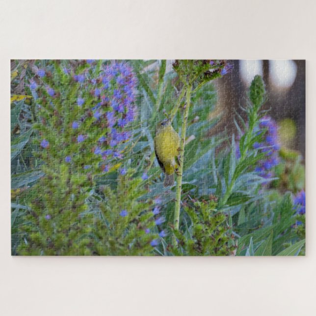 Nashville Warbler (Horizontal)