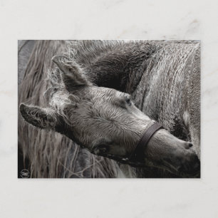 Nass Baby Horse Postkarte