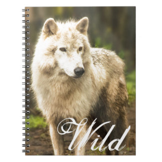 Nassarktischer Wolf im Frühjahr-Foto Notizblock