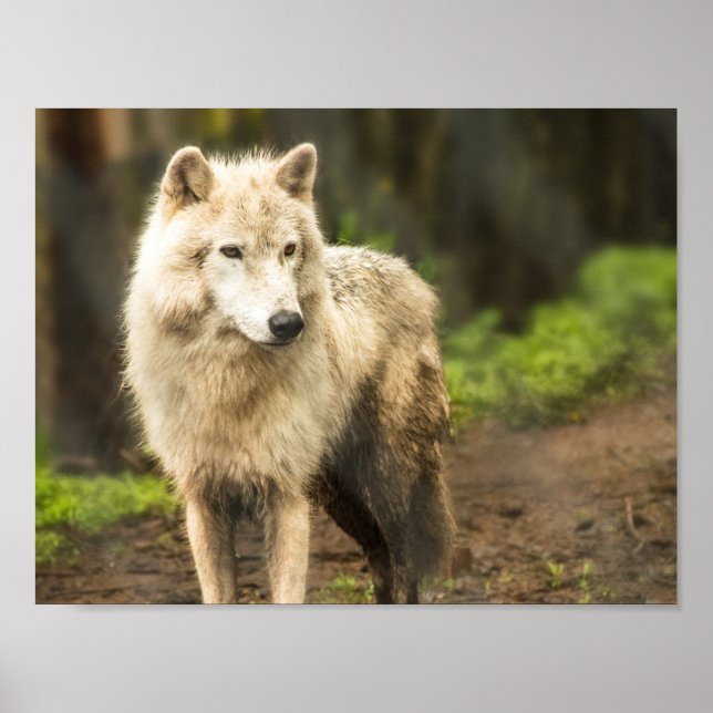 Nassarktischer Wolf im Frühjahr-Foto Poster (Vorne)