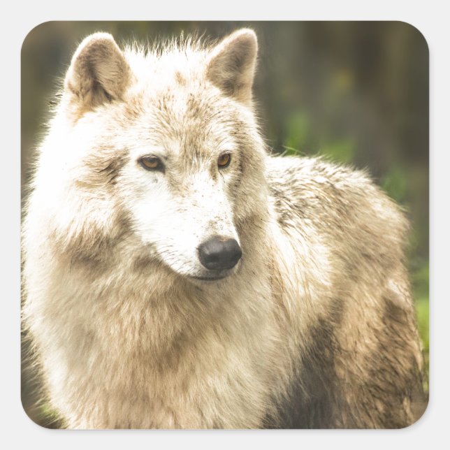Nassarktischer Wolf im Frühjahr-Foto Quadratischer Aufkleber (Vorderseite)