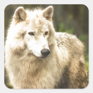 Nassarktischer Wolf im Frühjahr-Foto Quadratischer Aufkleber