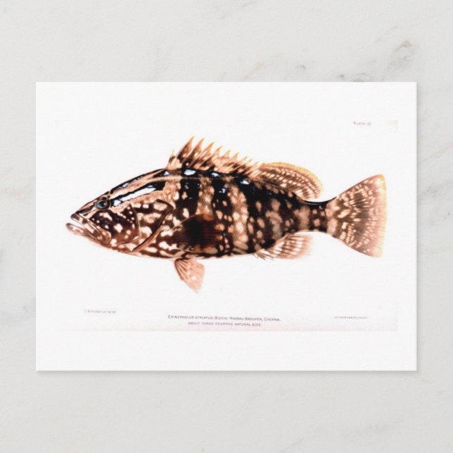 Nassau Grouper Postkarte (Vorderseite)