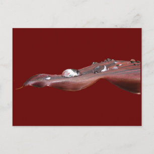 Nassblatt Canna Lily ~ Postkarte