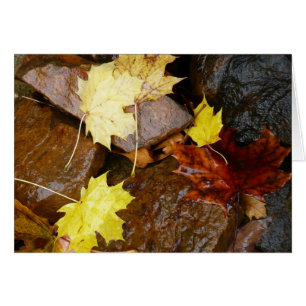 Nasse Blätter und Steine Herbstfotografie
