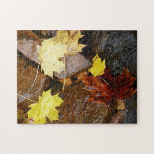 Nasse Blätter und Steine Herbstfotografie