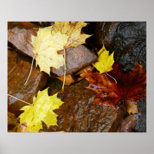 Nasse Blätter und Steine Herbstfotografie Poster
