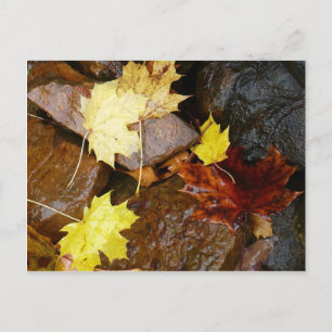 Nasse Blätter und Steine Herbstfotografie Postkarte