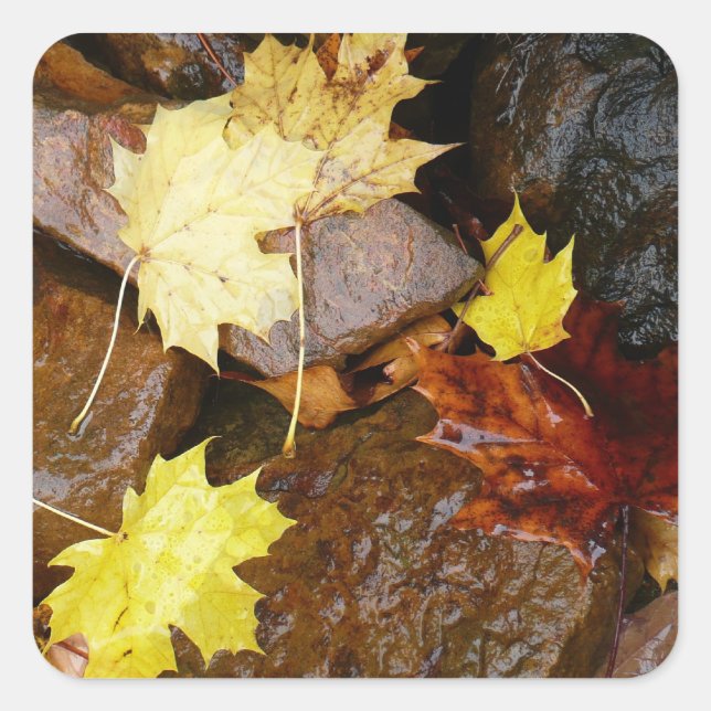 Nasse Blätter und Steine Herbstfotografie Quadratischer Aufkleber (Vorderseite)