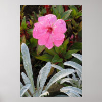 Nasse Blume Poster