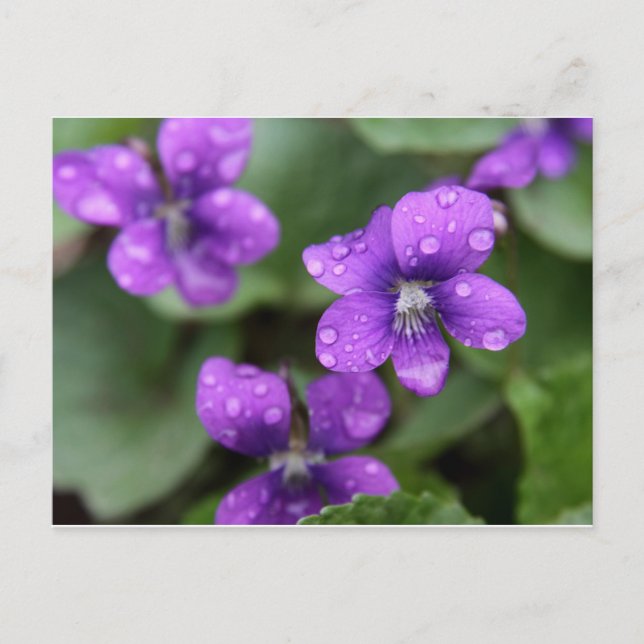 Nasse Lila Violetten Postkarte (Vorderseite)