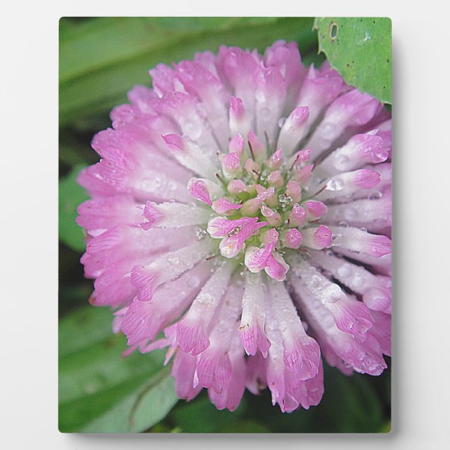 Nasse rosa Kleeblüte Fotoplatte (Vorderseite)