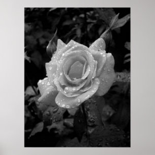 Nasse Rose Poster