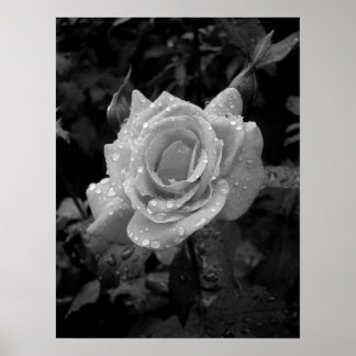 Nasse Rose Poster
