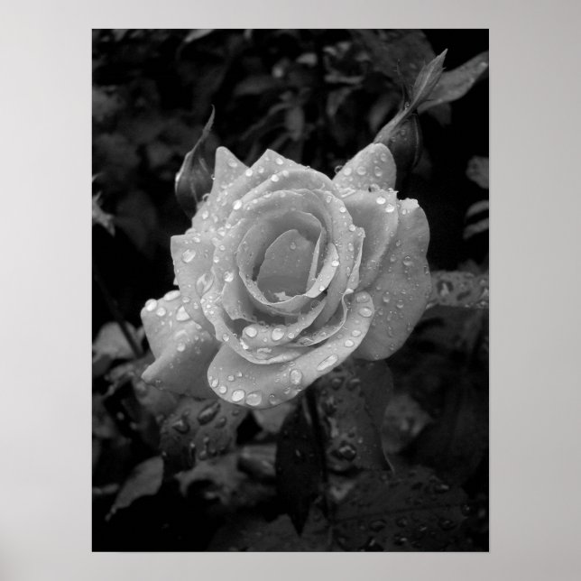 Nasse Rose Poster (Vorne)