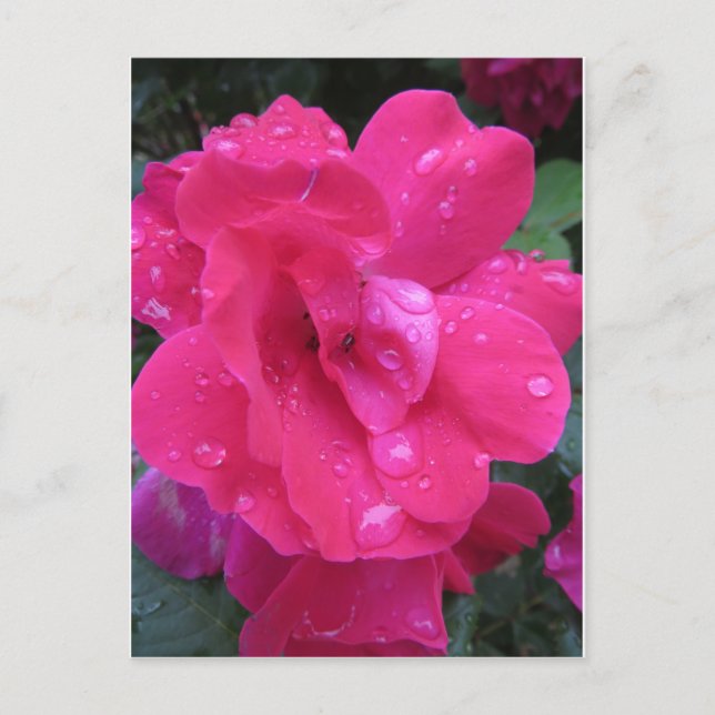 Nasse Rose Postkarte (Vorderseite)