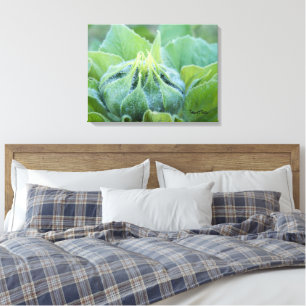 Nasse Sonnenblume-Knospen-nahe hohe Fotografie Leinwanddruck