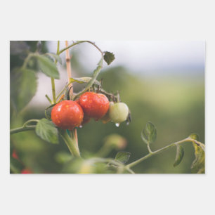 nasse Tomaten auf der Reben Geschenkpapier Set