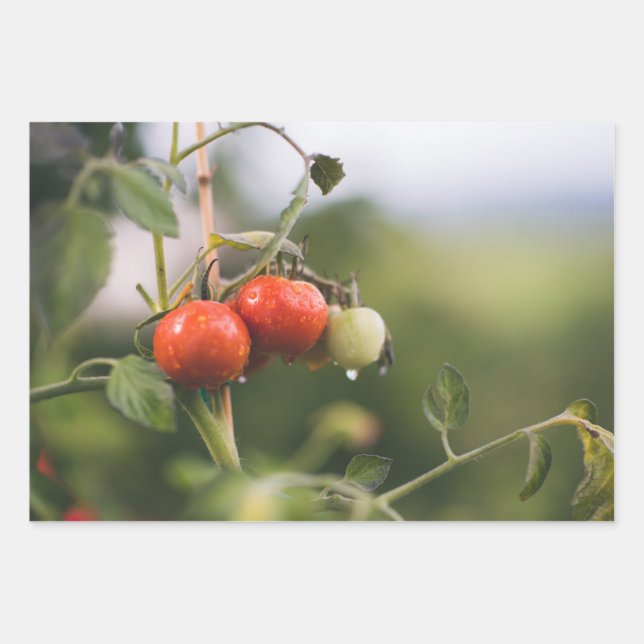 nasse Tomaten auf der Reben Geschenkpapier Set (Vorderseite)