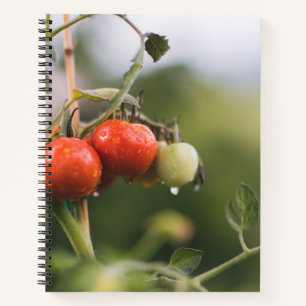 nasse Tomaten im Rind Notizbuch