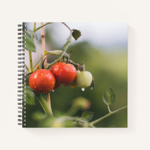 nasse Tomaten im Rind Notizbuch