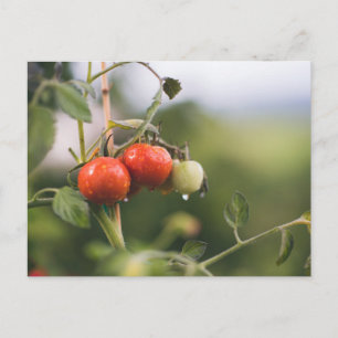nasse Tomaten im Rind Postkarte