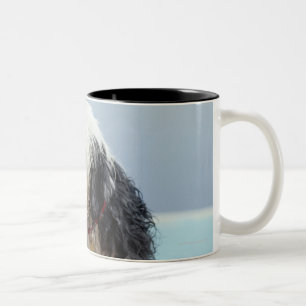 Nasser Hund durch einen Swimmingpool Zweifarbige Tasse