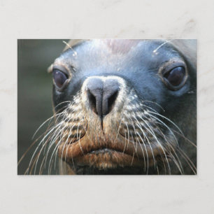 Nasses Siegel Postkarte