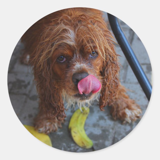 Nasshund mit Banane Runder Aufkleber (Vorderseite)